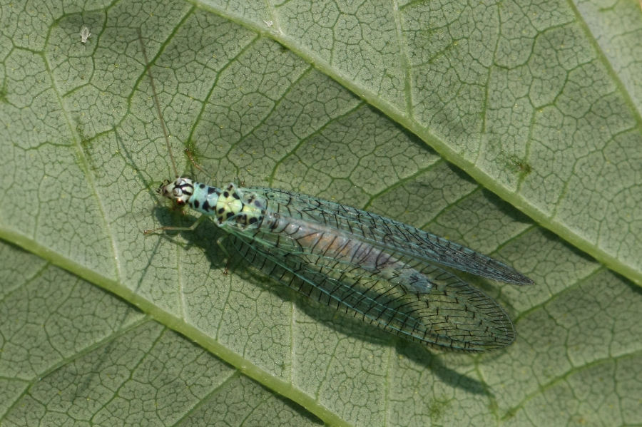 Chrysopa perla